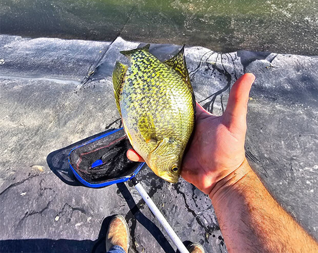 ikan