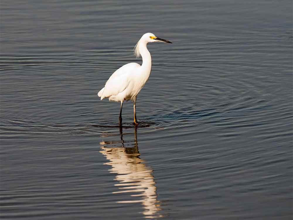 oiseau