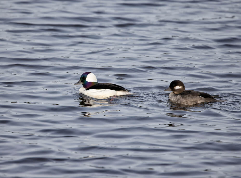 oiseaux