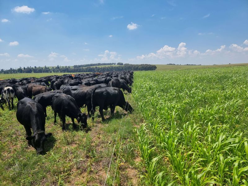 cows