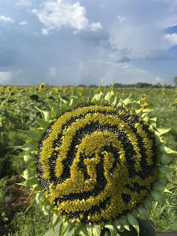 sunflower