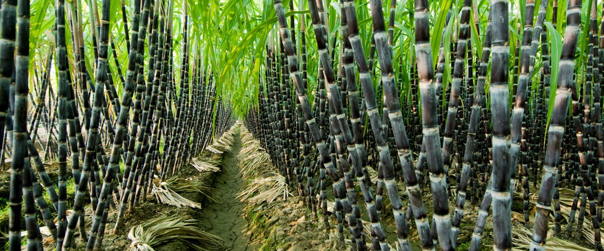 Sugarcane biofuel sugarcane