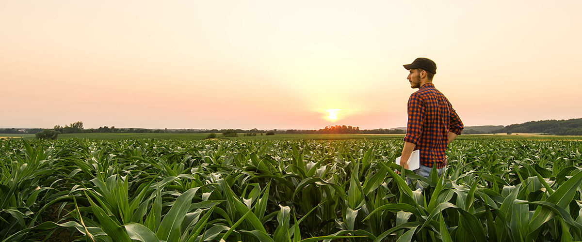 Corn Field