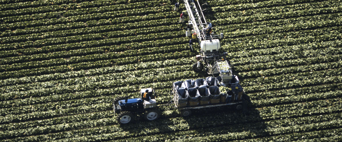 Food Safety Audit Crop field