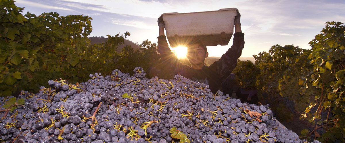 grapes from vineyard