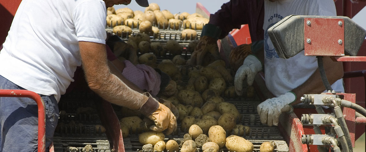 pommes de terre