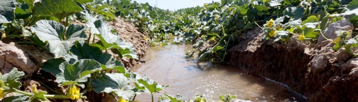 agricultura irrigação