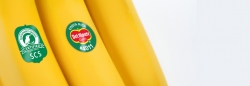 bananas with SCS stickers on them sustainbly grown