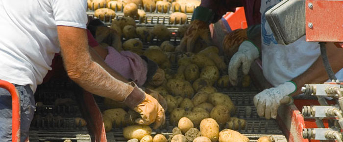 Potato Sorting on farm equipment