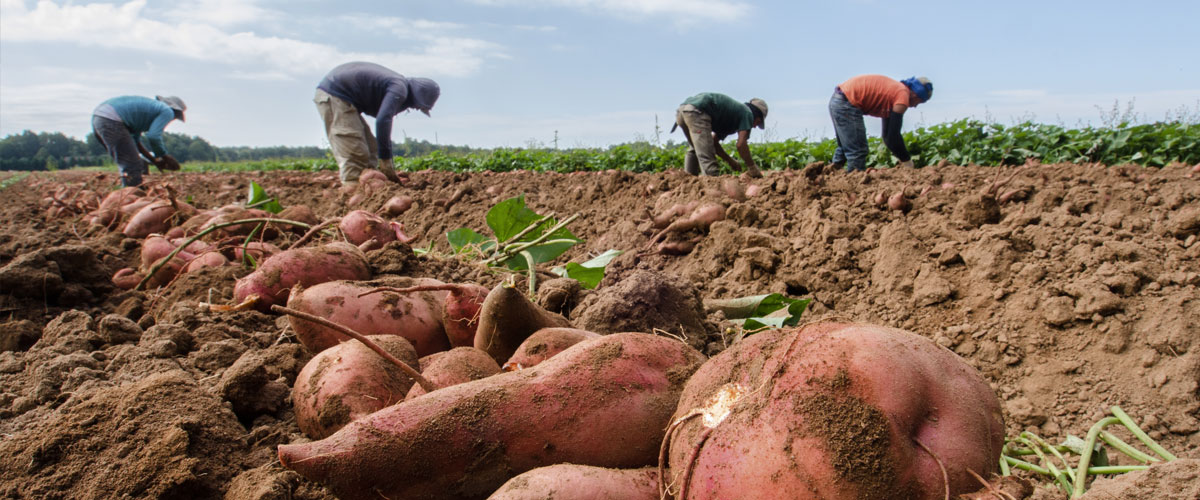 Cosecha de batatas en Kirby Farms