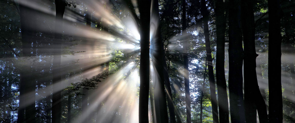 Soleil brillant à travers une forêt