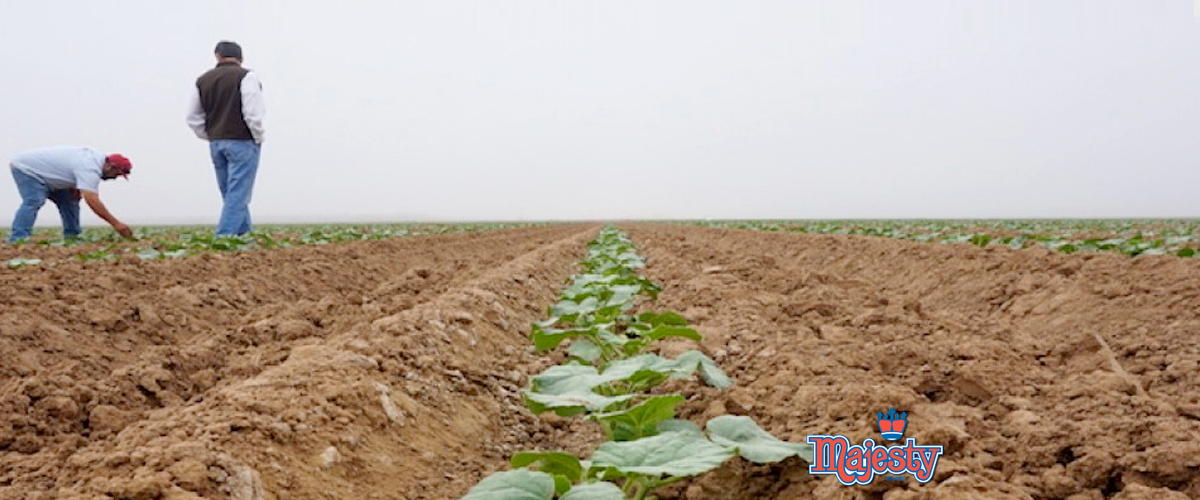 crop field