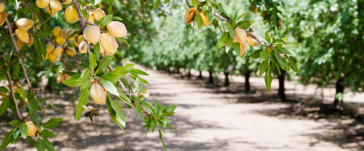Pollinated crops
