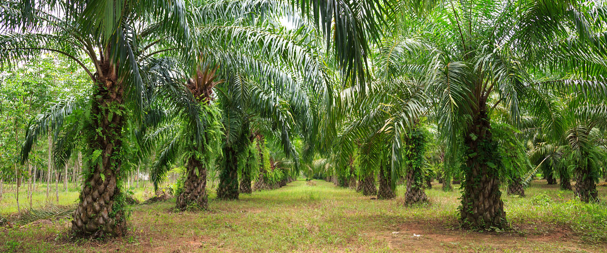 RSPO Blog Header Palm trees