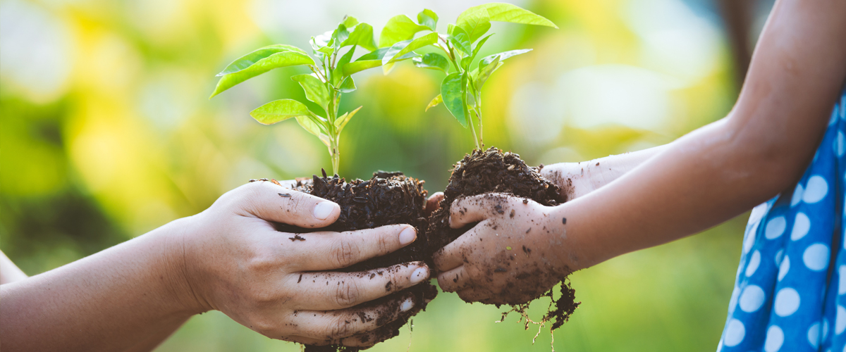two hands holding a plant