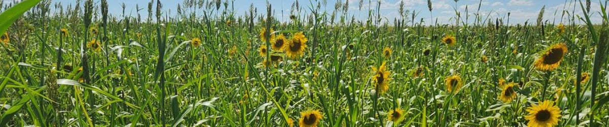 From Regenerative Practice to Verified Market Value