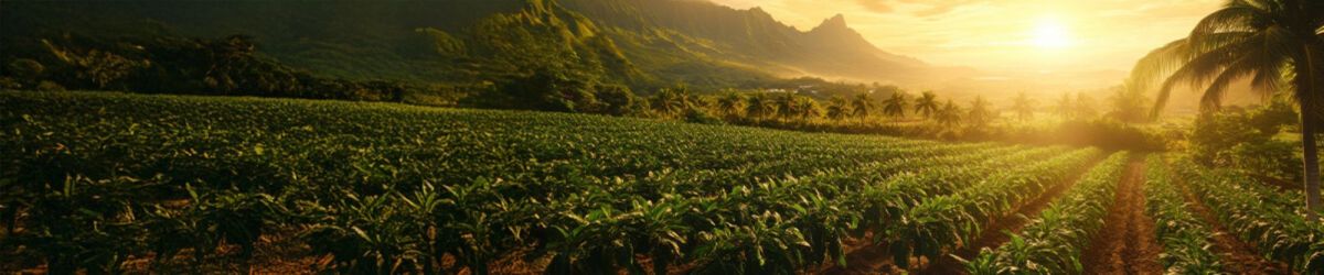 Beyond Food Safety: How Mexico’s Market Evolved to Demand Transparency and Sustainability 