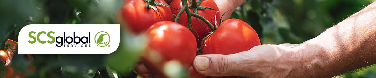 Leveraging Local Auditing Expertise in Mexico for Seamless Compliance and Cost Efficiency  