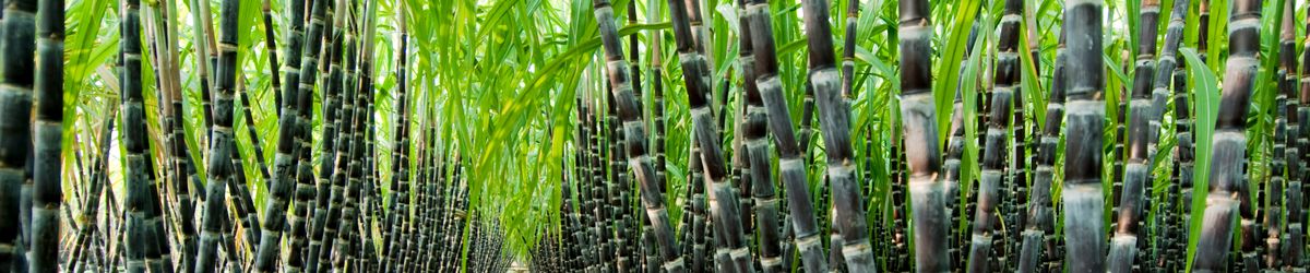 Sugarcane biofuel sugarcane