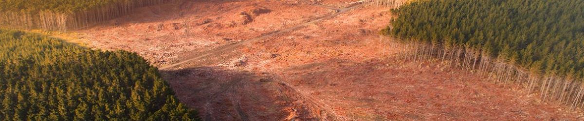 Estandarte del bosque panorama forestal