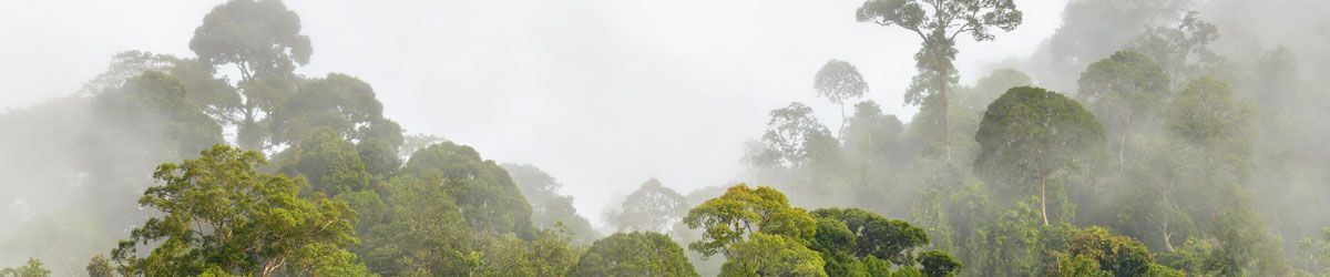 Compensación de carbono forestal