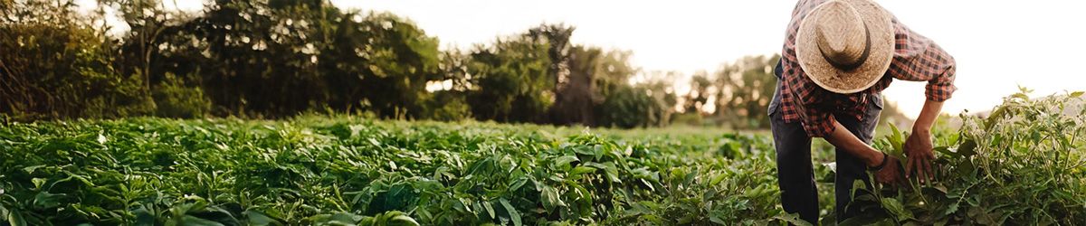 Whole Foods adds Soil Climate Initiative to its regenerative certification portfolio