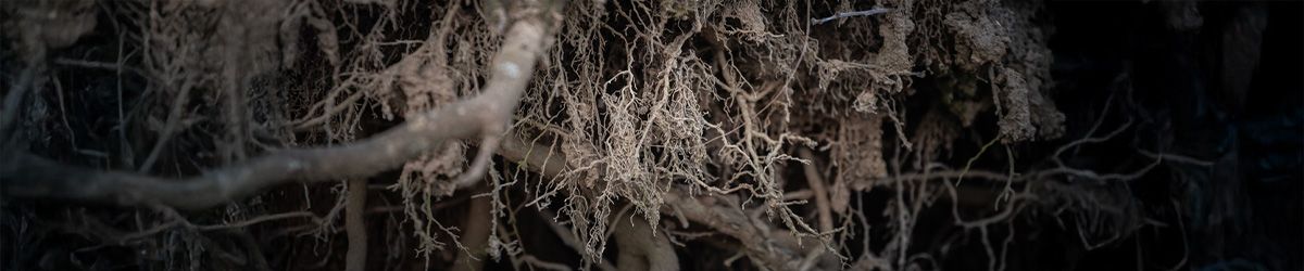 Groundwork BioAg Issues First Verra Verified Soil Carbon Credits in U.S. Milestone