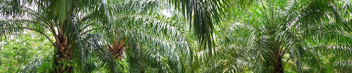 RSPO Blog Header Palm trees
