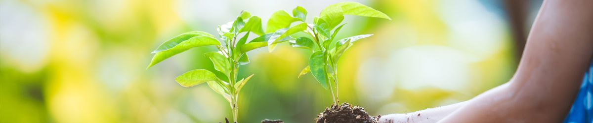 two hands holding a plant