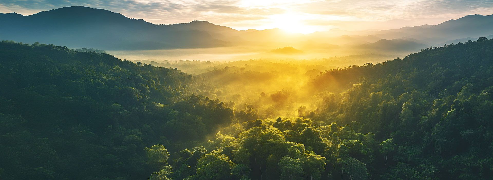 FSC® Forest Certification