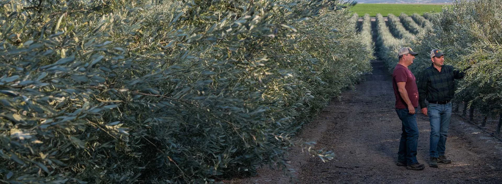 Huile d'olive durable Pompeian 