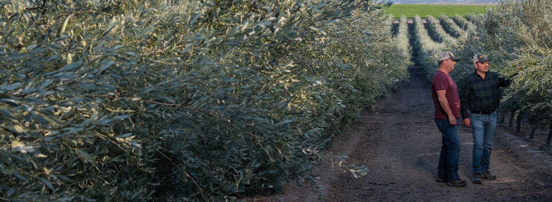 庞贝可持续种植橄榄油 