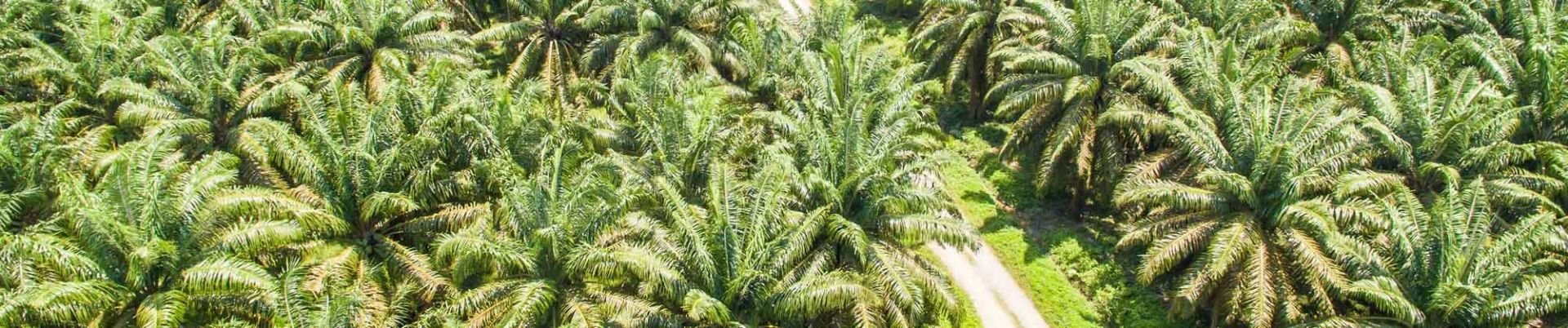 RSPO Principles and Criteria (P&C) Certification