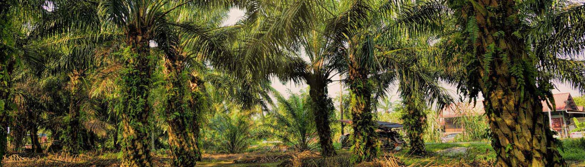 RSPO Supply Chain Certification