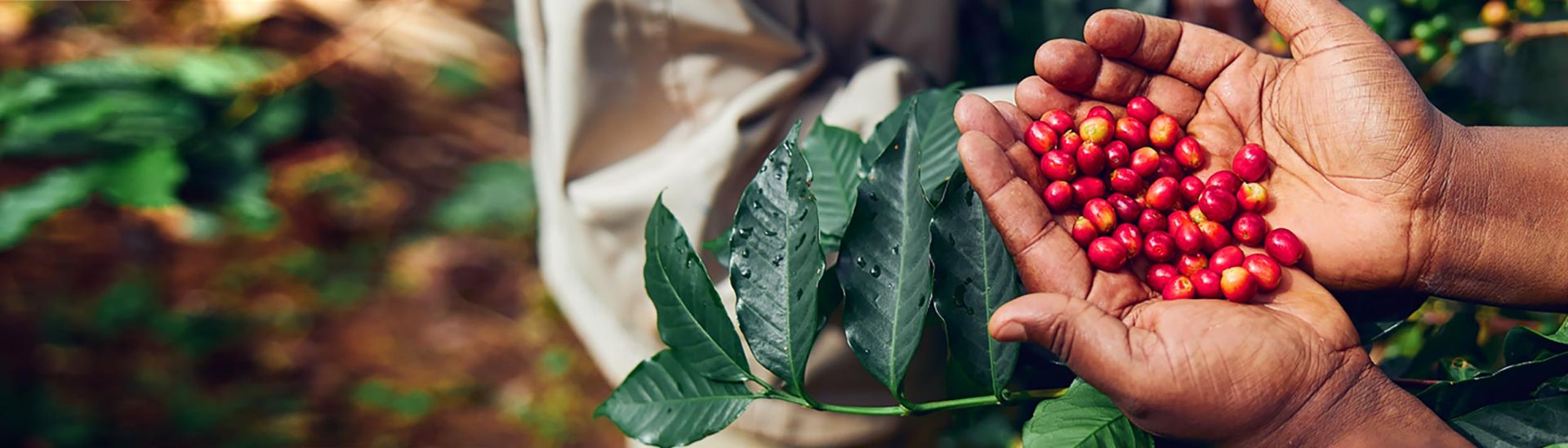 Rainforest Alliance Certification
