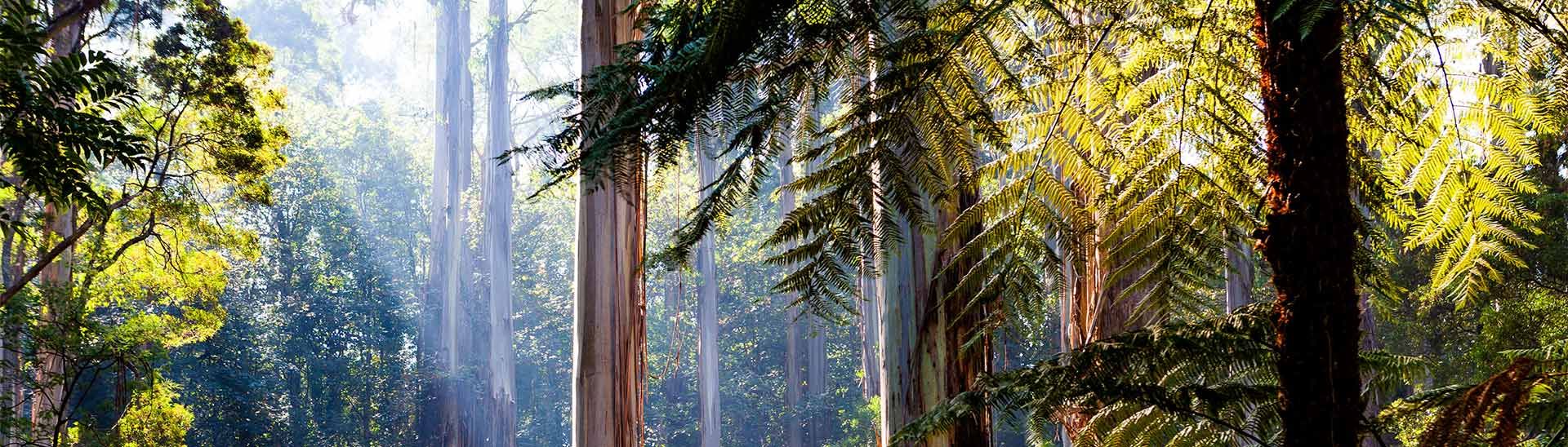 Australian Forest