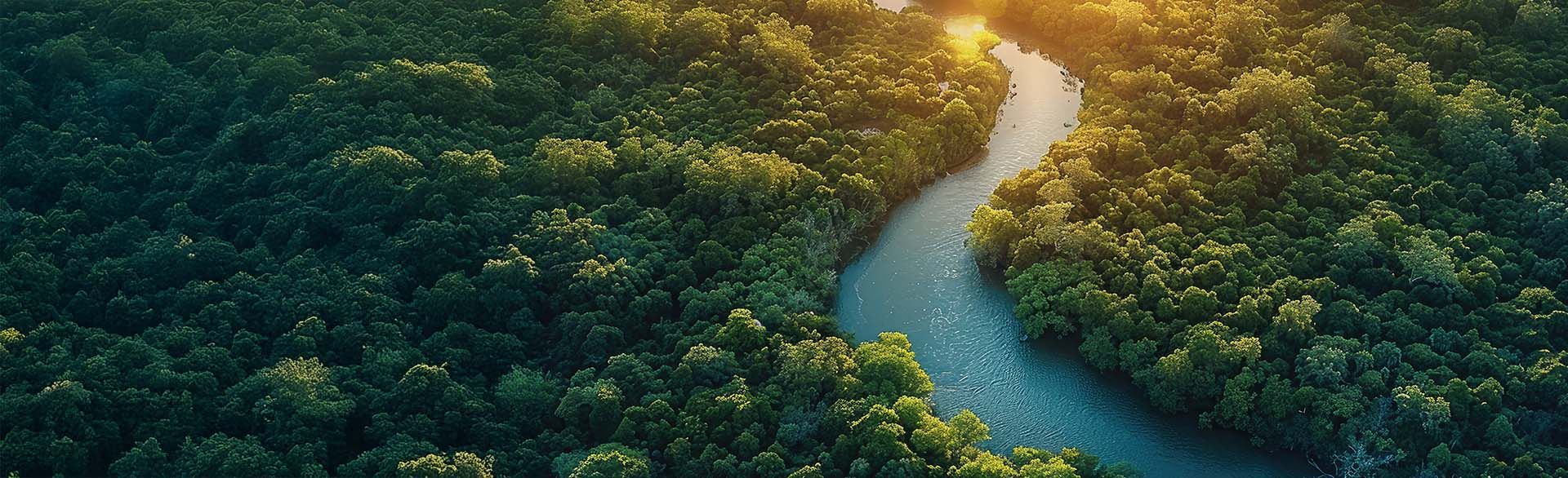 Sustainable Forestry