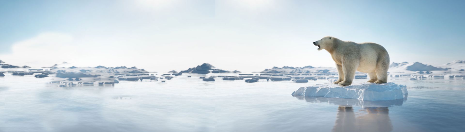 urso polar