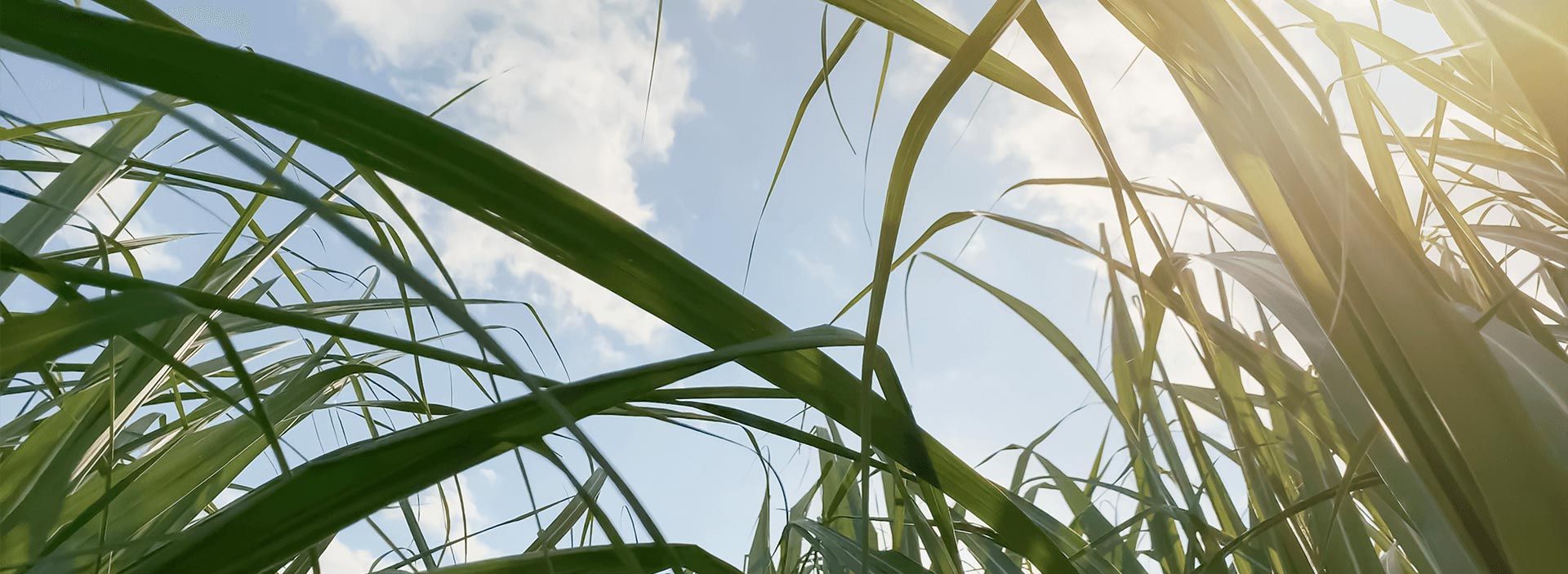 Roundtable on Sustainable Biomaterials (RSB)