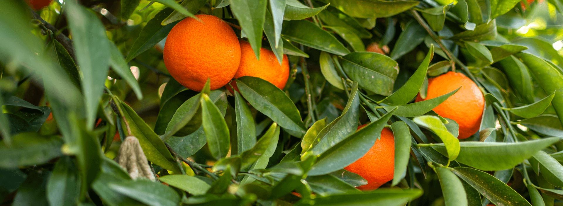 Sustainable Agriculture