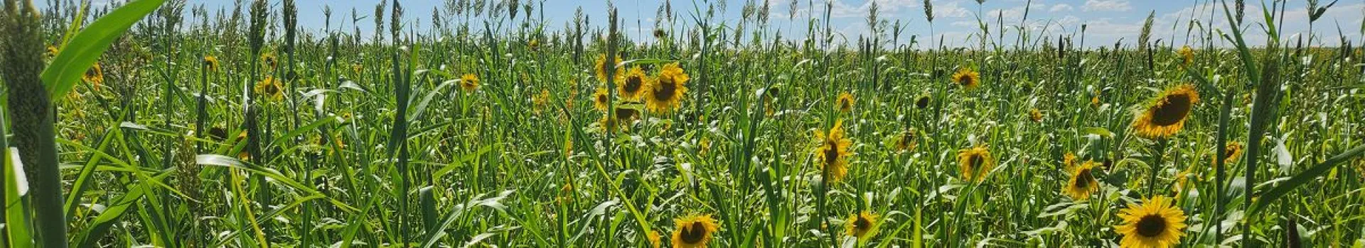 field
