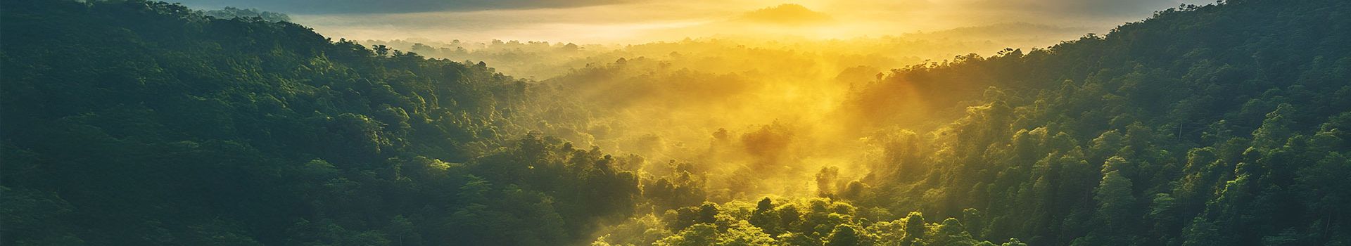 FSC® Forest Certification