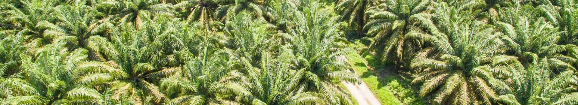 RSPO Principles and Criteria (P&C) Certification
