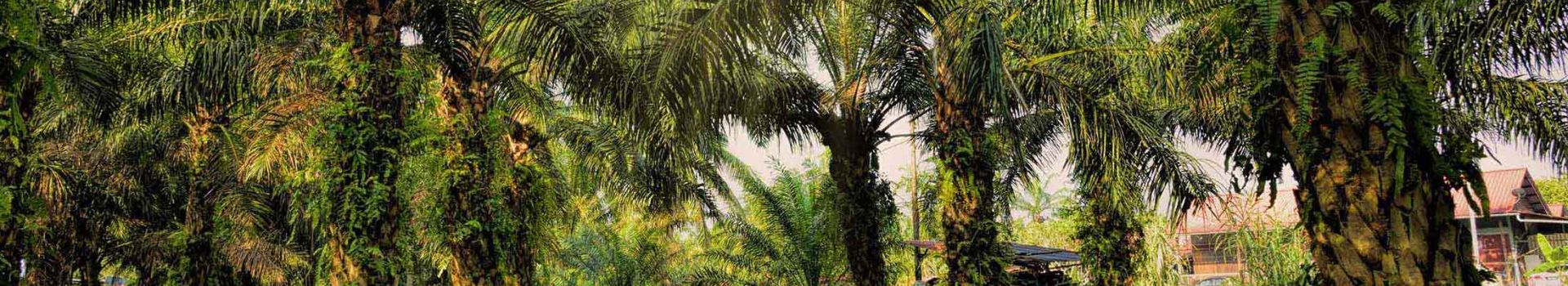 RSPO Supply Chain Certification