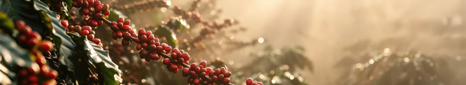 Responsible Coffee - Case Study