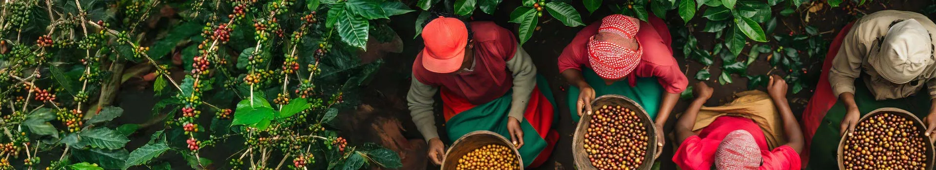 Responsible Coffee - Banner