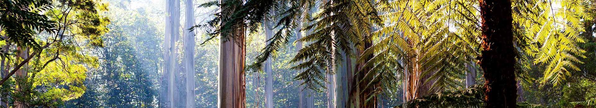 Australian Forest