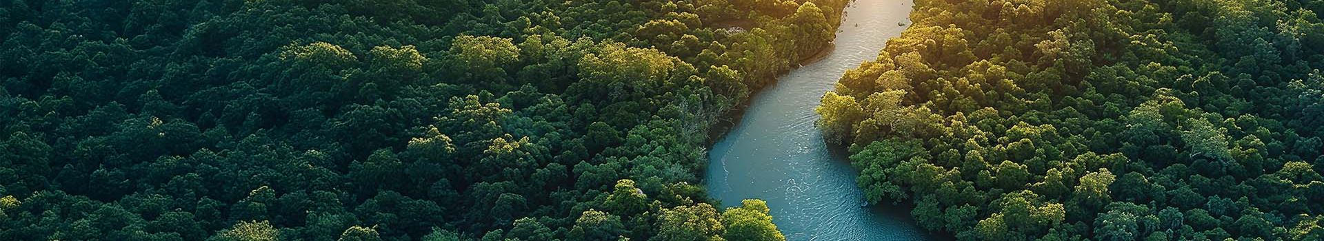 Sustainable Forestry
