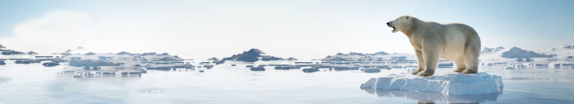 oso polar