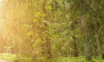 ¿Qué significa la nueva Estándar FSC® para el uso de pesticidas?